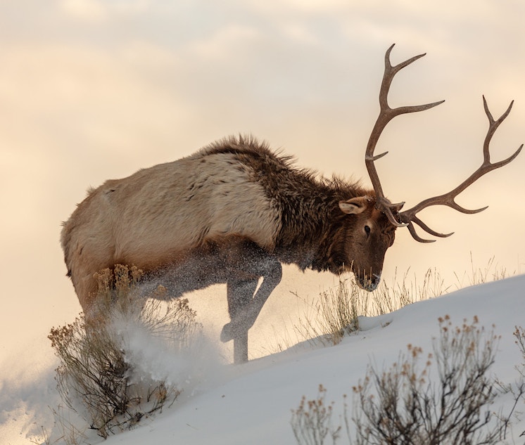 Elk in Yellowstone walking up a hill in the snow.