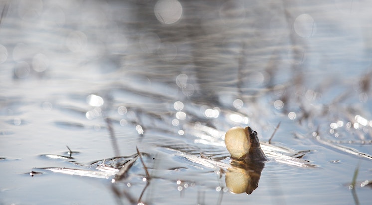 Frog in Yellowstone with puffed up chest sitting in a body of water.